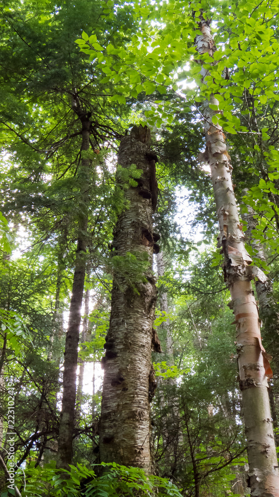 Fototapeta premium Vertical Photo - Tall trees from the Massif du Sud in the Province of Quebec, Canada.