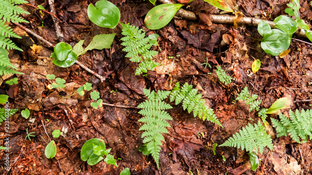 Small green leaves and ferns sprouting out of the dead leaves. Small green leaves and ferns sprouting out of the dead leaves.