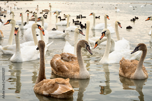 group of white and broun young swans on the lake