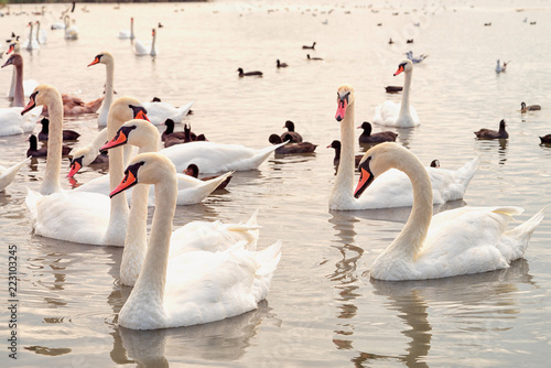 group of white swans on the lake
