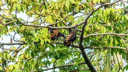 Fruit bat, flying fox (flying dog) hanging upside on a tree, Maldives. photo