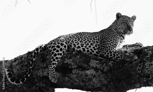 Leopard