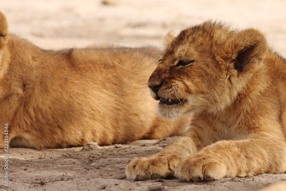 Lion cubs in Serengeti Lion cubs in Serengeti