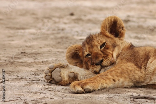 Lion cubs in Serengeti