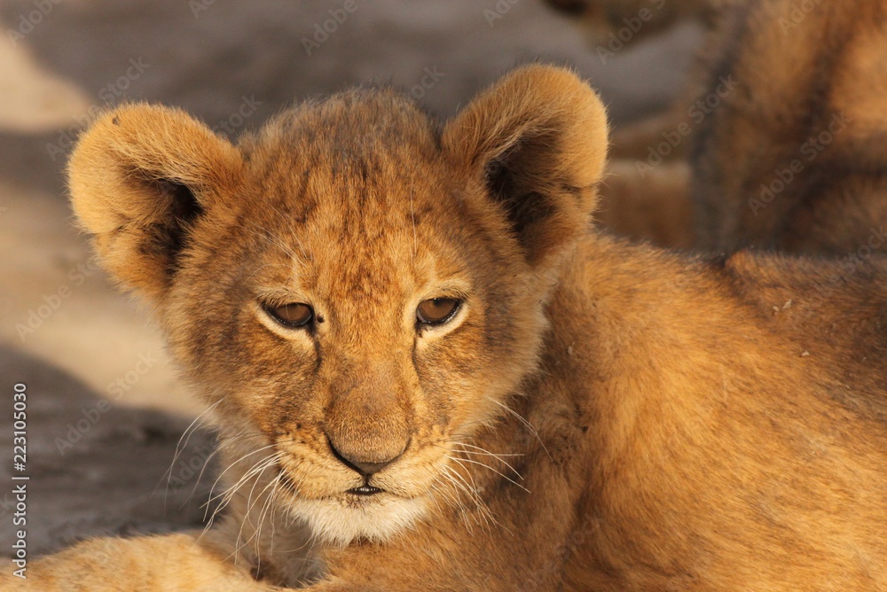 Lion cubs in Serengeti