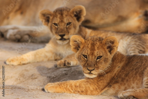 Lion Cubs Serengeti