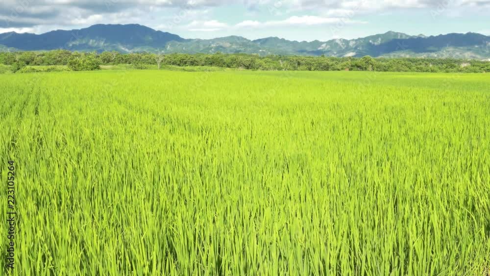 green paddy farm green paddy farm