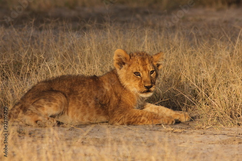 Lion Cubs Serengeti