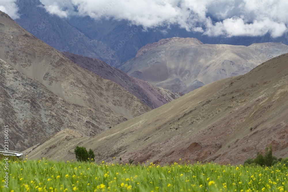 Lush Vegetation in Ladakh, India in the Summertime  