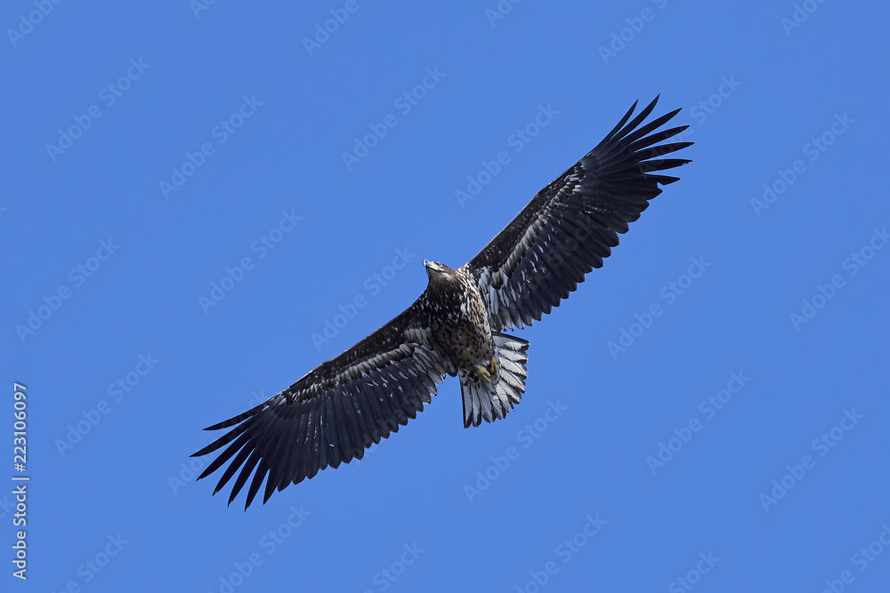 White-tailed eagle (Haliaeetus albicilla) White-tailed eagle (Haliaeetus albicilla)