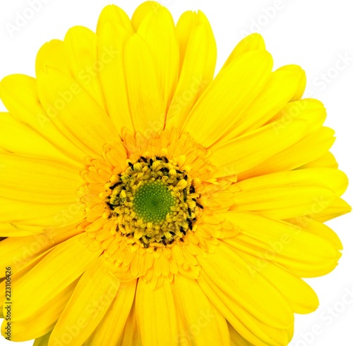 gerbera daisy