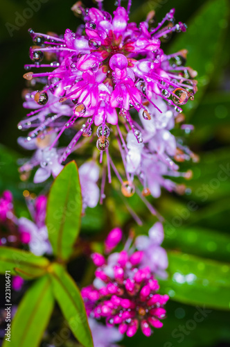 Macro photo of large drops of dew on a pink flower. Madeira. Portugal