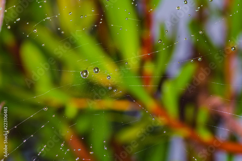 Macro photo of large drops of dew on a cobweb. Madeira. Portugal