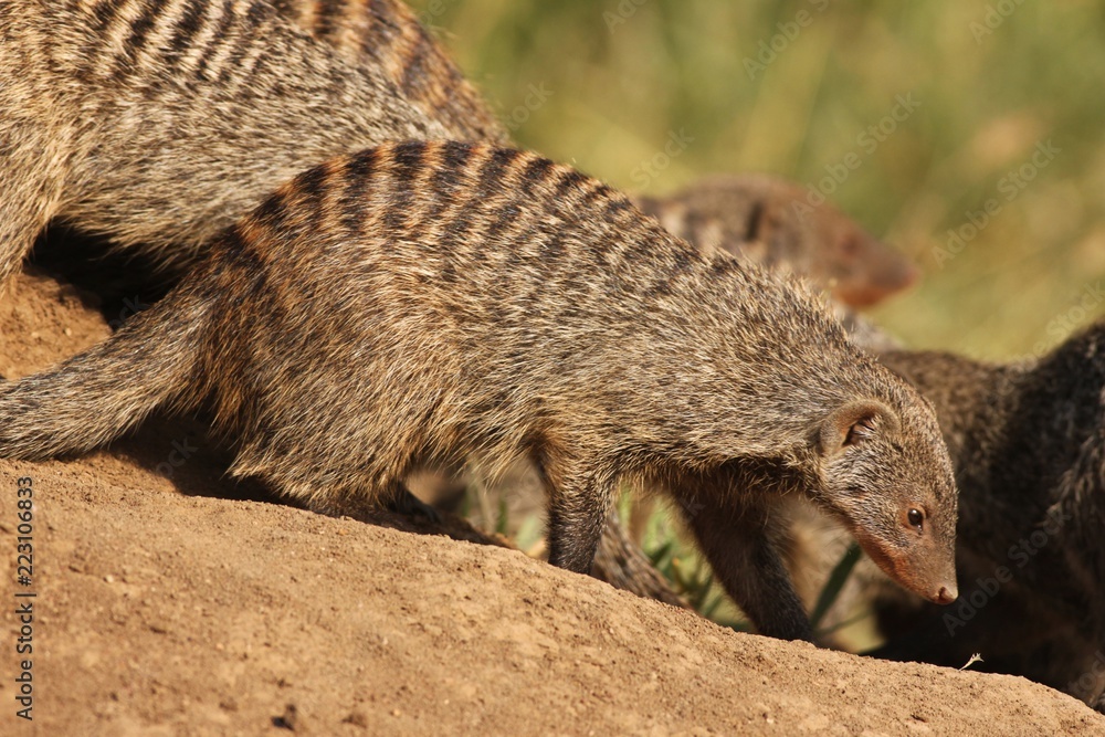 Fototapeta premium Mongoose