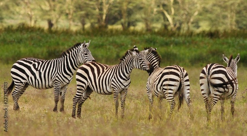 Zebra