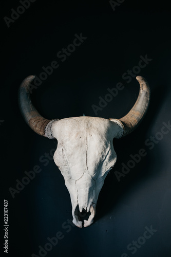 skull of bull