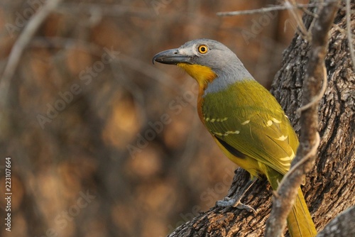 Gray headed bush shrike
