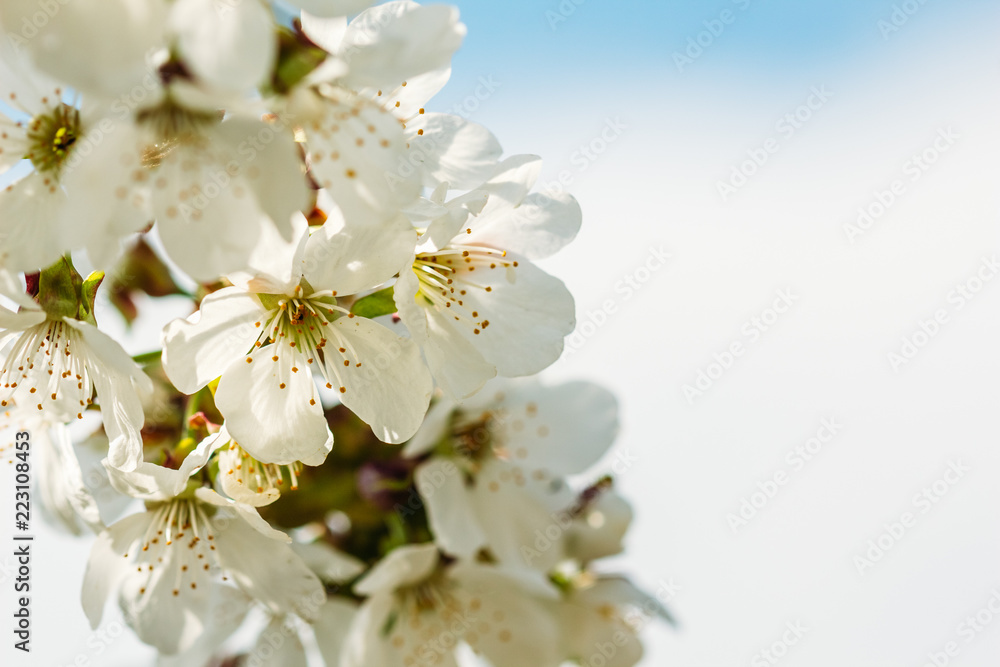 Flowering of an apricot on a white background