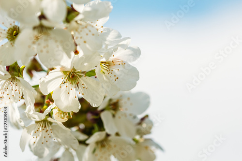 Flowering of an apricot on a white background