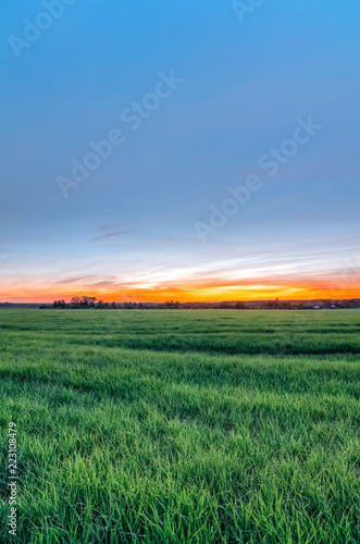 Rural field with wheat and sunset on the horizon © Zayne C.