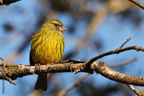 Canary in South africa