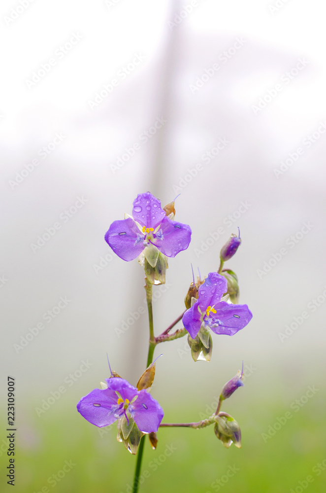 Naklejka premium Close-up the purple flower. Dew drop on the purple flower in pine tree forest in the mist and rain at Phu Soi Dao National Park, Thailand