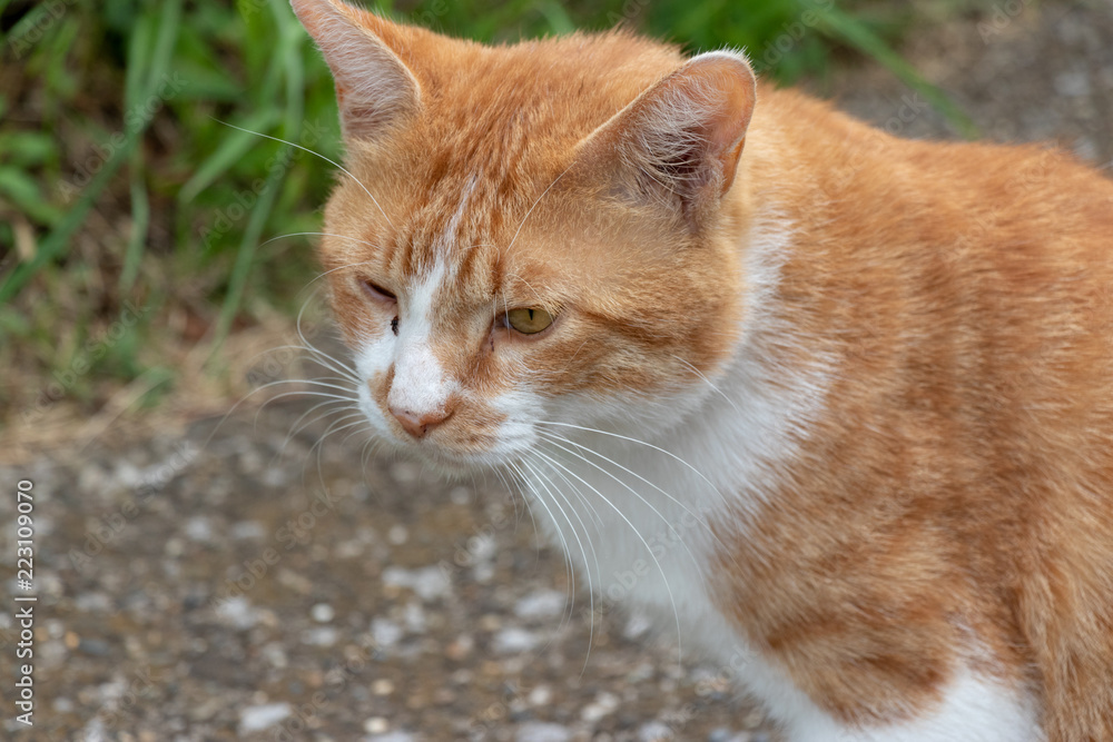 Stray cat in the Apartment complex of Yachiyo city, Chiba prefecture, Japan Stray cat in the Apartment complex of Yachiyo city, Chiba prefecture, Japan