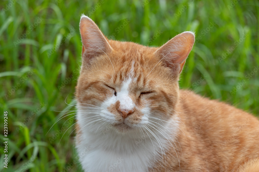 Stray cat in the Apartment complex of Yachiyo city, Chiba prefecture, Japan