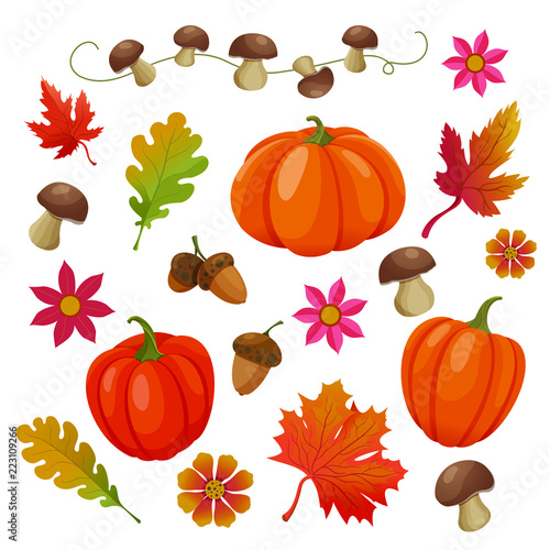 Set of the autumn elements, icons for thanksgiving or seasonal design. Pumpkins, mushrooms, acorns, autumn leaves and flowers on white background.