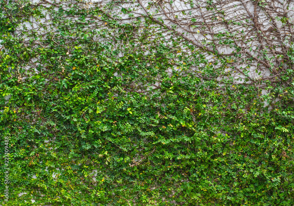 Fototapeta premium Lush green wall for texture background. Green ivy on the concrete wall.