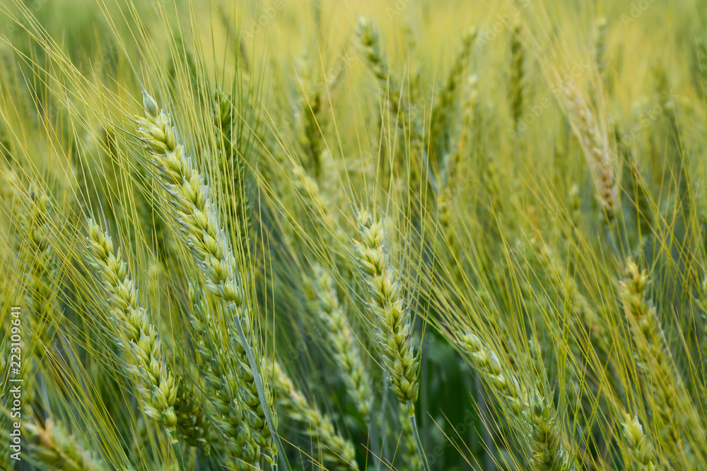 Wheat Wheat
