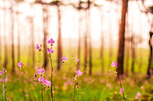 Purple flowers field in pine tree forest in the mist and rain  at Phu Soi Dao National Park  Thailand