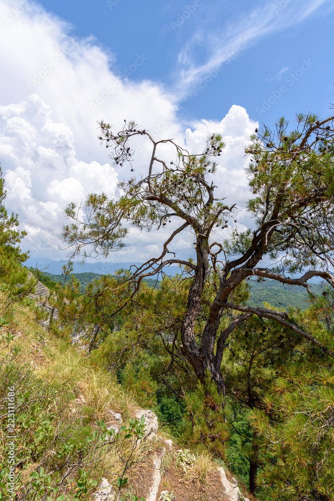 Pine forest on the mountainside. Eagle Nest in Sochi, Russia Pine forest on the mountainside. Eagle Nest in Sochi, Russia