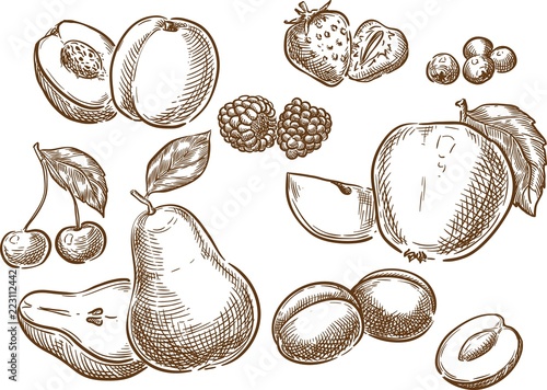 Fruits / Sketch hand drawn fruits illustration, engraving, ink, line art. Creative conceptual vector.