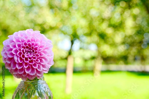 Blumenstrauß - Dahlie pink