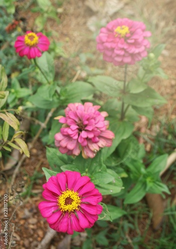Pink flower blooming and soft floral nature
