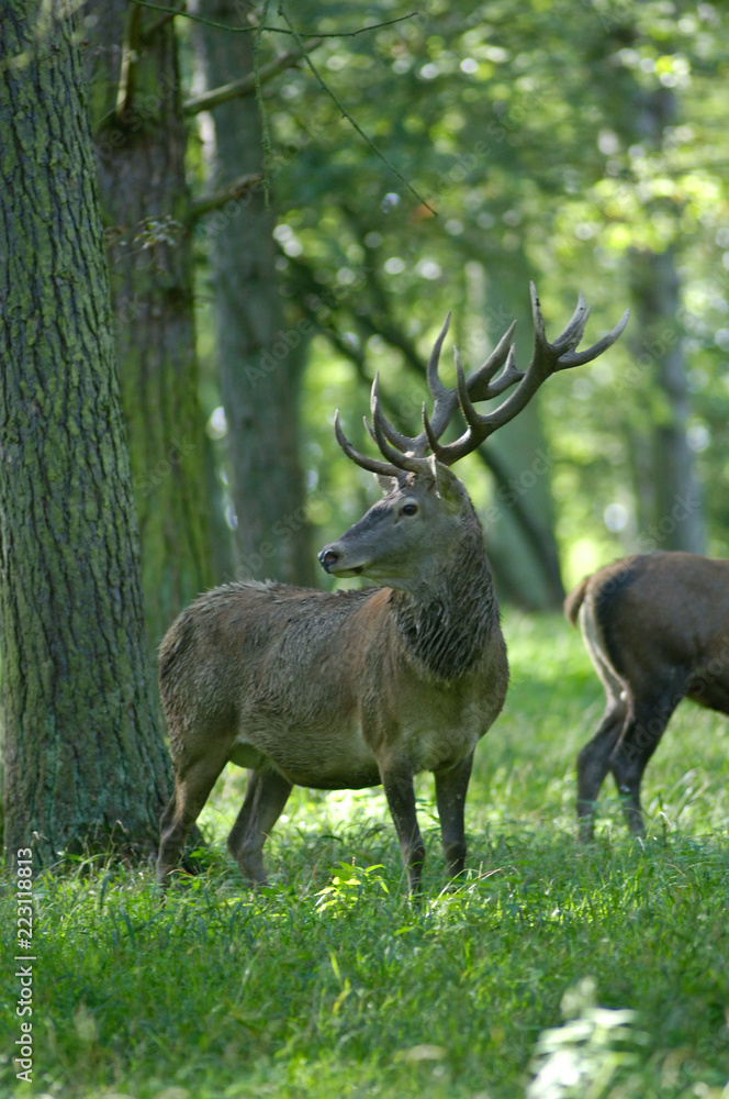 Belgique Wallonie Paysage animaux cerfs sangliers... Belgique Wallonie Paysage animaux cerfs sangliers...