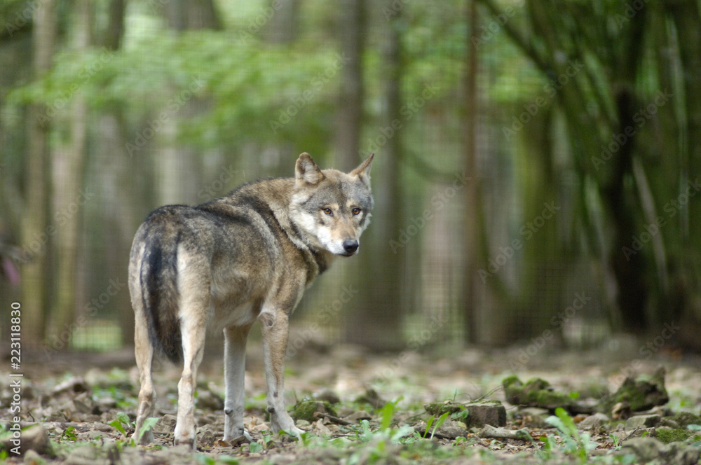 Belgique Wallonie Han sur Lesse reserve animaux cerf moufflon biche bois foret ours nature brame Belgique Wallonie Han sur Lesse reserve animaux cerf moufflon biche bois foret ours nature brame