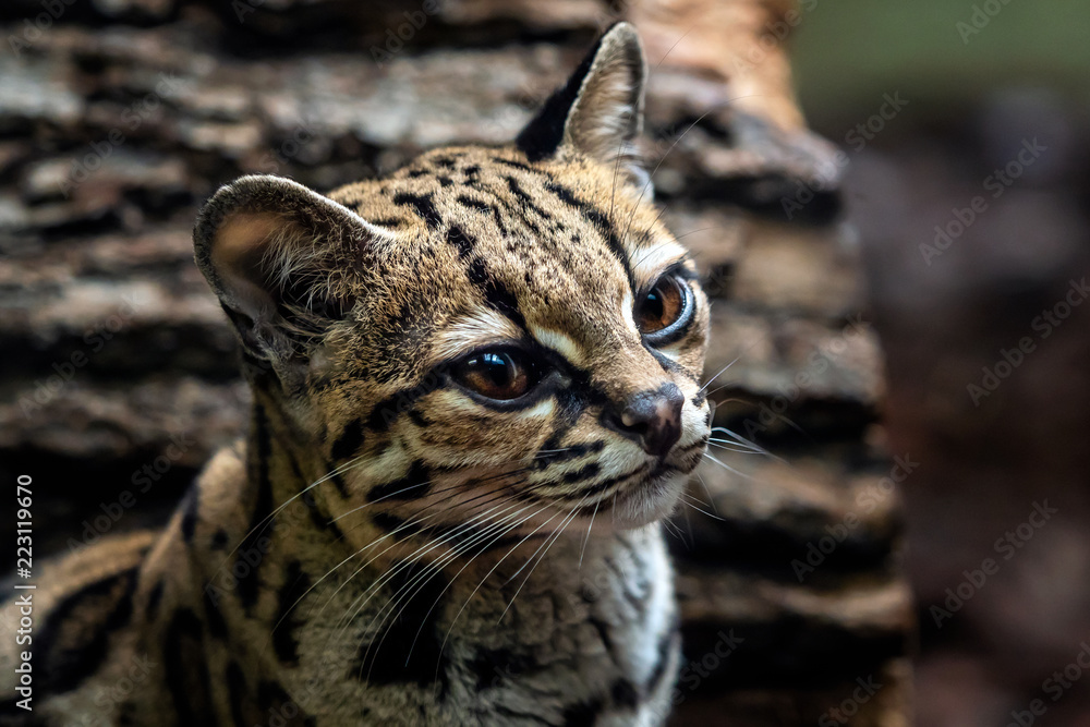Fototapeta premium Margay, Leopardis wiedii