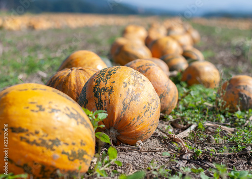 Kürbis am Feld vor der Ernte, Kürbisöl, Oel Kürbis