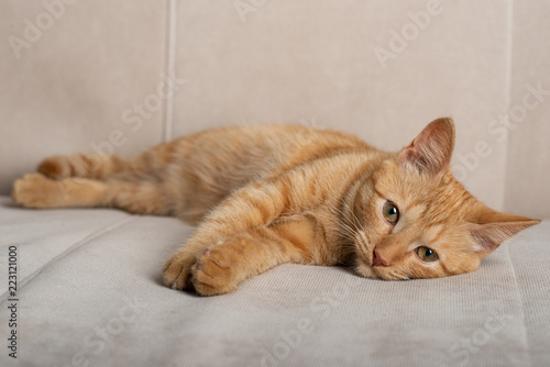 Full body portrait of a cute red-haired kitten lying on a beige couch.