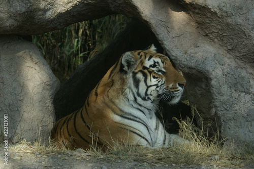 Tigre de perfil descansando tranquilo photo