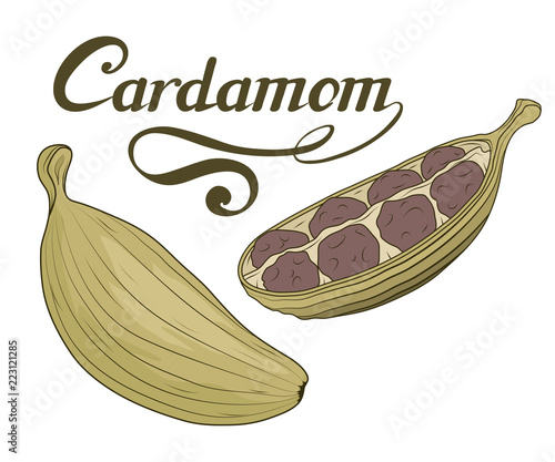 hand drawn cardamom plant, spicy ingredient, cardamom logo, healthy organic food, spice cardamom isolated on white background, culinary herb, label, food, natural health food, vector graphic to design