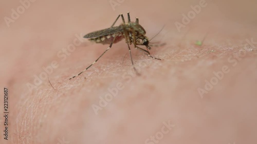 Close-up shot of a mosquito blood sucking on human skin photo