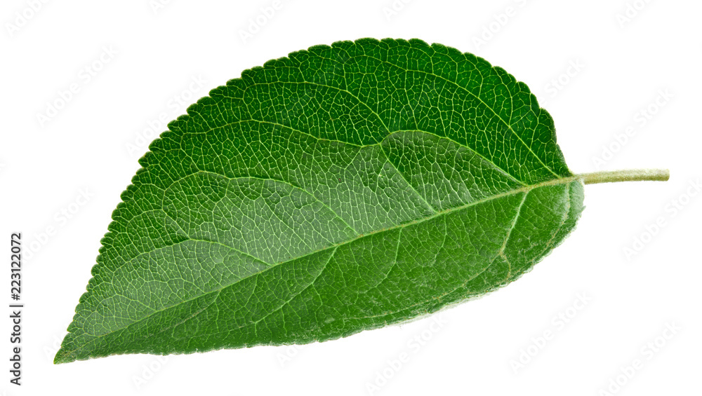 Green apple leaf isolated Green apple leaf isolated