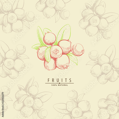 fresh sweet lingonberry illustration