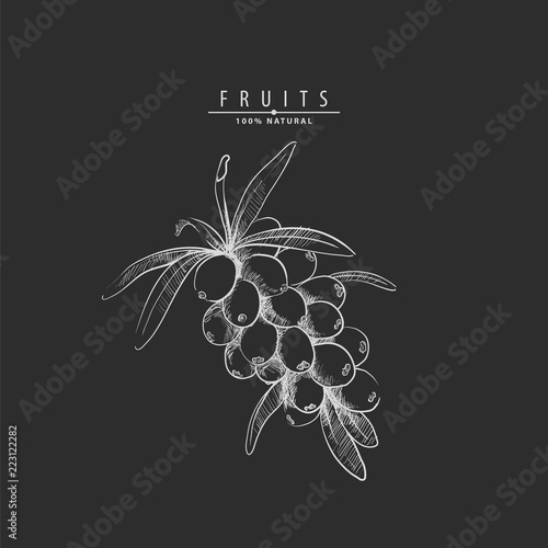 Sweet vector sea buckthorn