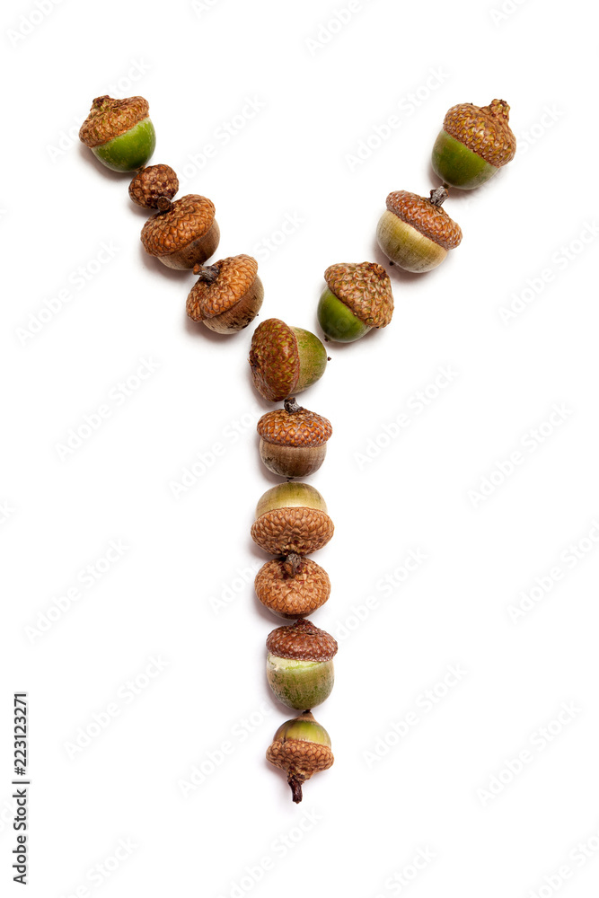 Autumn alphabet. Letter Y is made of acorns Autumn alphabet. Letter Y is made of acorns