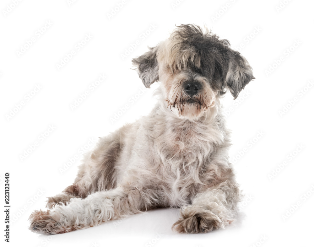 old tibetan terrier old tibetan terrier