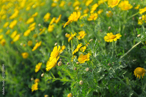 Spring background with beautiful yellow flowers